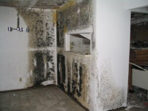 black mould